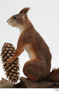 Squirrel  2 pine cone whole body 0005.jpg